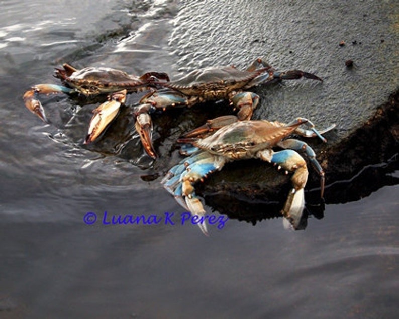 Louisiana Crabs image 1