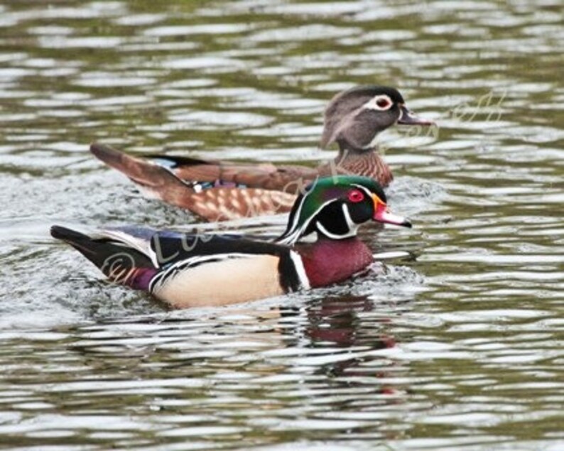 Wood Ducks in Louisiana Swamps Etsy