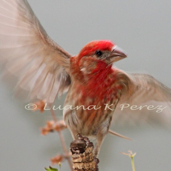 House Finch Wings