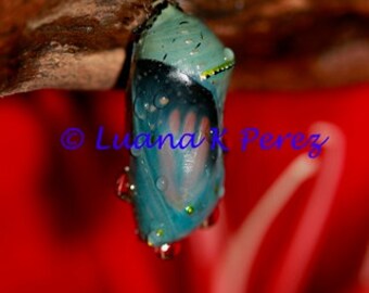 Butterfly Chrysalis and Red Lily Photo