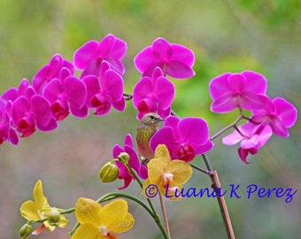 Warbler Posing in Orchids