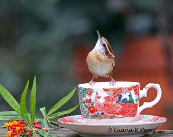 Carolina Wren Having Tea in Luana's Cafe' - Real Photo