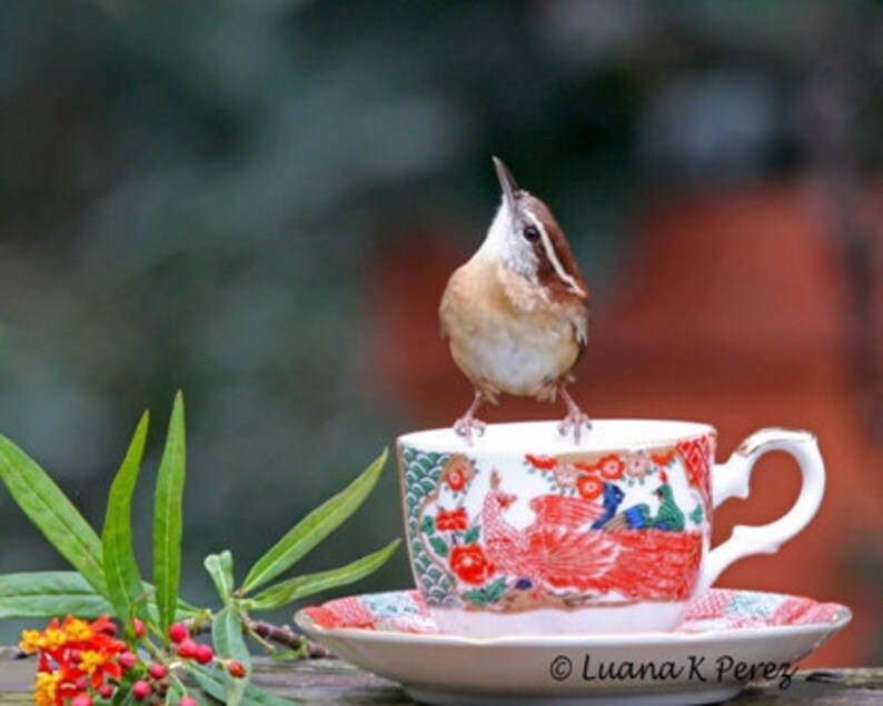 Carolina Wren Having Tea in Luana's Cafe' Real Photo image 1