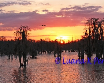 Louisiana Bayou Beauty