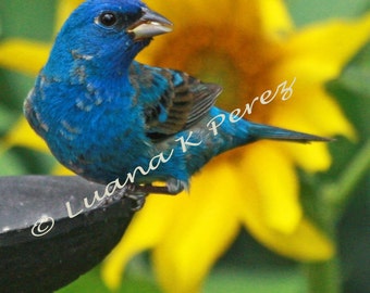 Indigo Bunting and Sunflower