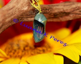 Butterfly Chrysalis and Sunflower