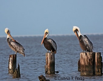 Pelican Photo - Curley, Moe and Larry