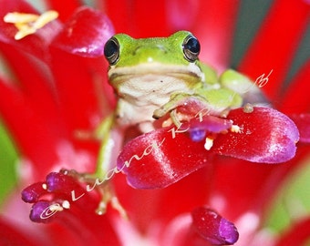 Frog Photo - Tree Frog, Would you like to Kiss a Baby Prince