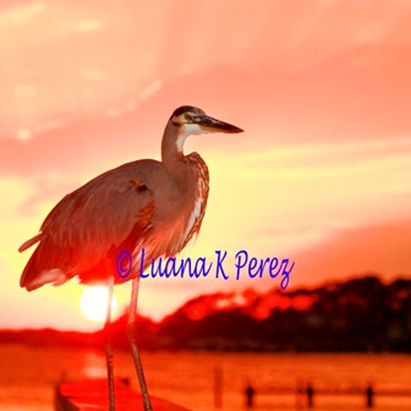 Heron Sunset in Florida