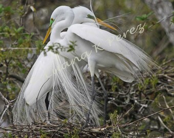 Egrets Photo - Egret Sweethearts