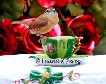 Carolina Wren - Christmas Tea - Real Photo