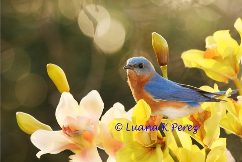 Bluebird of Happiness in Orchids image 1