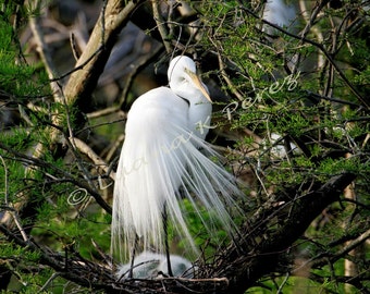 Egret Photography