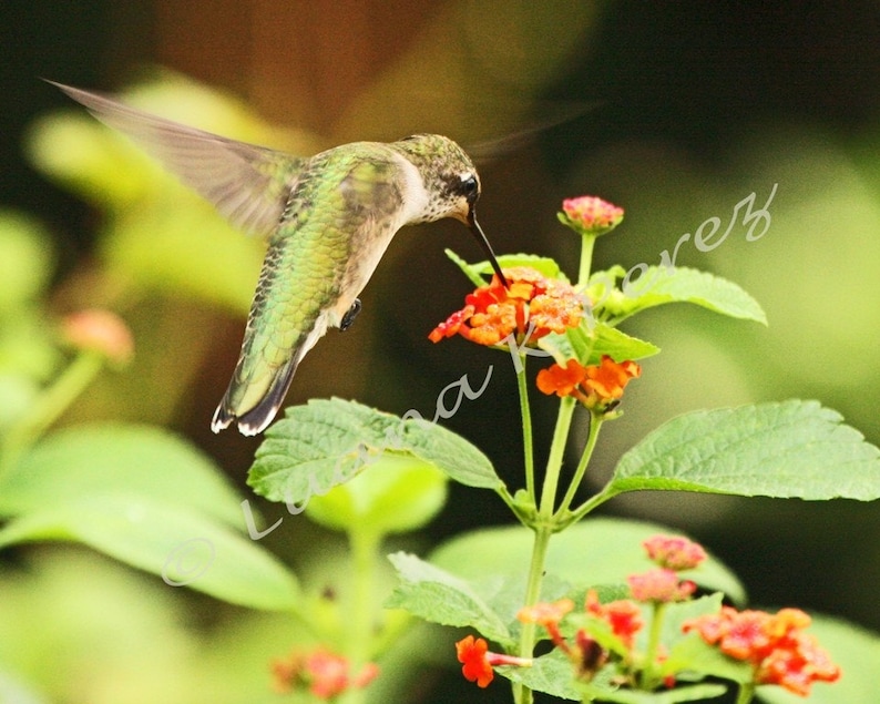 Ruby Throat Hummingbird Photo on Lantana Flower