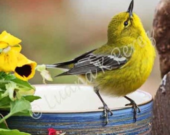 Yellow Warbler waiting for breakfast in Luana's garden on blue bowl looking up at Mom