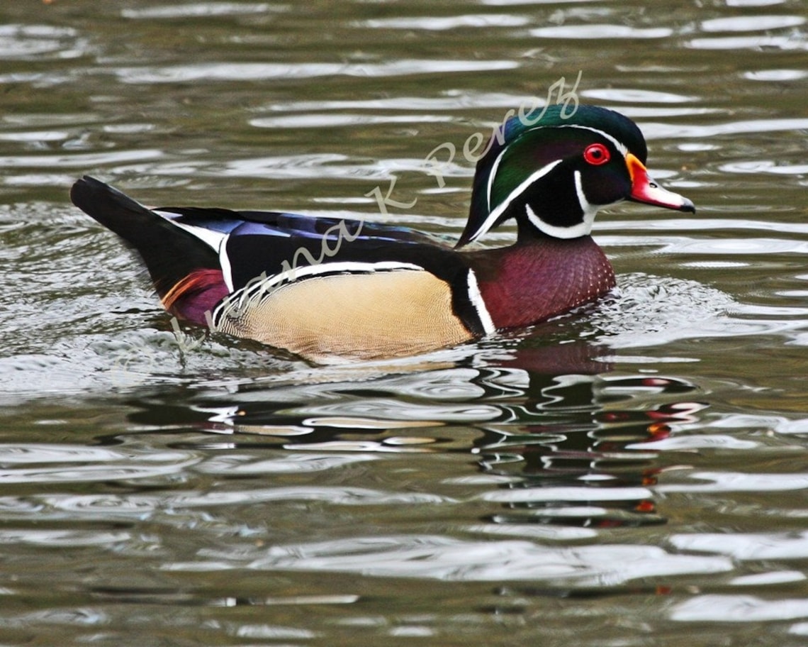 Wood Ducks in Louisiana Swamps Etsy