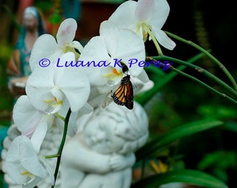 Orchid and Angel Butterfly