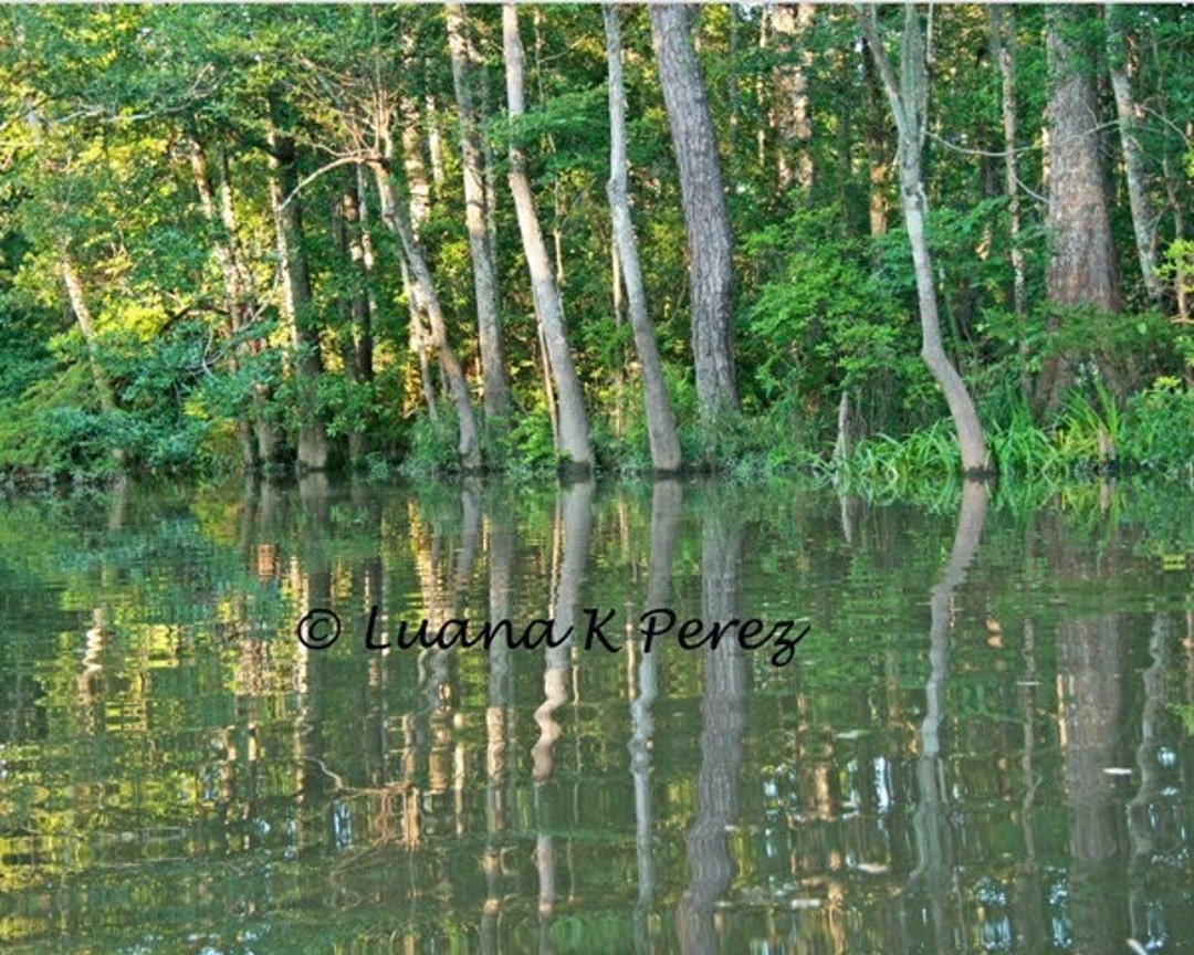 Louisiana Bayou Photo Etsy