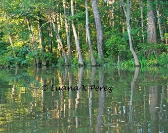 Louisiana Bayou Photo Lacombe