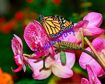 Butterfly Circle of Life Monarch