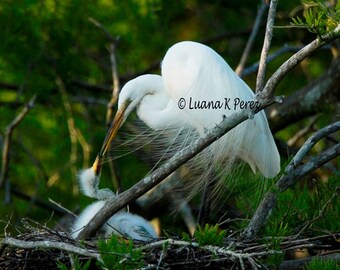Egret Photo - Mother Kissing Baby Egret