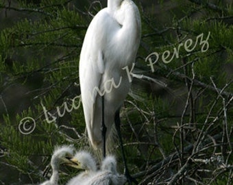 Egret Mother with babies in nest