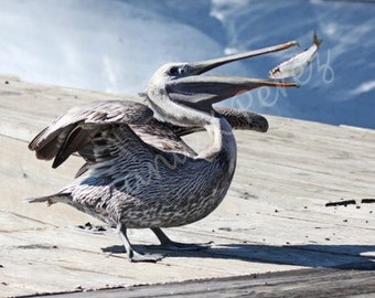 Pelican Photo - Down the Hatch