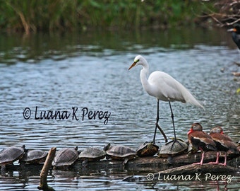 Egret and Turtles - Supporting Friends