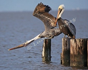 Pelican Stretch on a Louisiana Pier Photo
