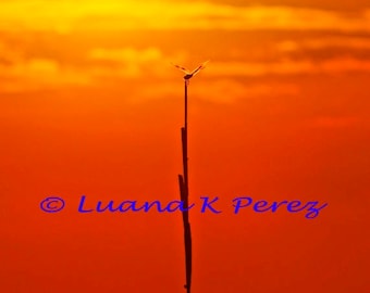 Dragon Fly in Sunset