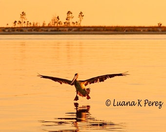 Pelican Photo Landing