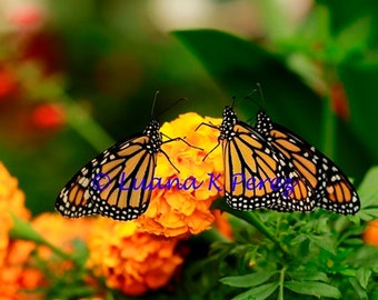 Butterfly Monarchs on Marigolds