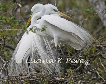 Egret Photo of Sweethearts in Nest