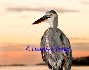 Sunset with Heron Bird in Florida