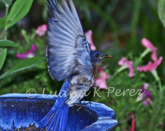 Blue Bird Wings