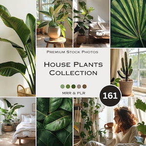 House Plants Stock Photos Plants Interior Exterior Green Aesthetic Photos Faceless Marketing Plr Mrr Reel Cover