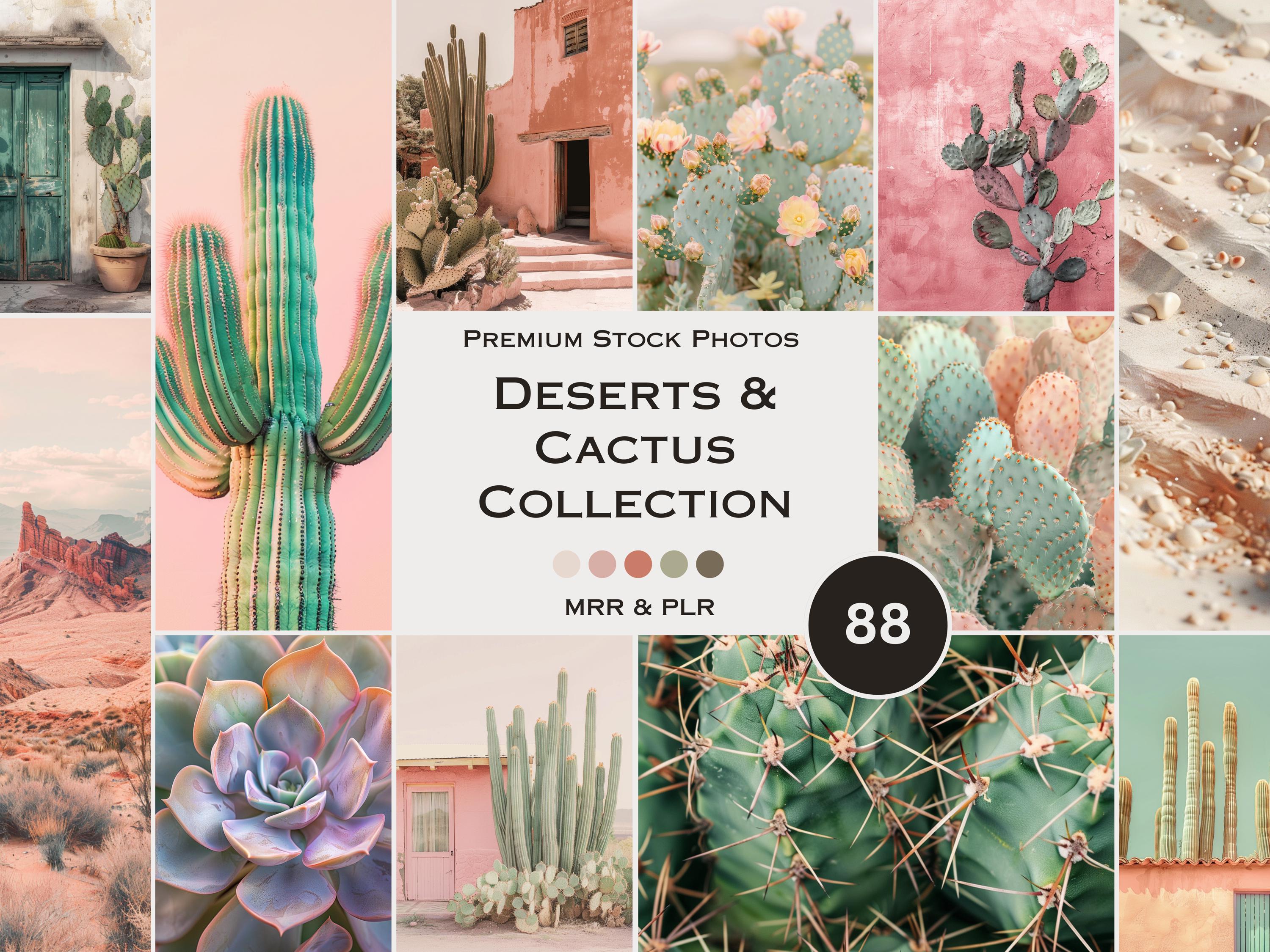Deserts & Cactus Stock Photos Green Pink Canyon Aesthetic Photos Faceless  Marketing Plr Mrr Reel Cover