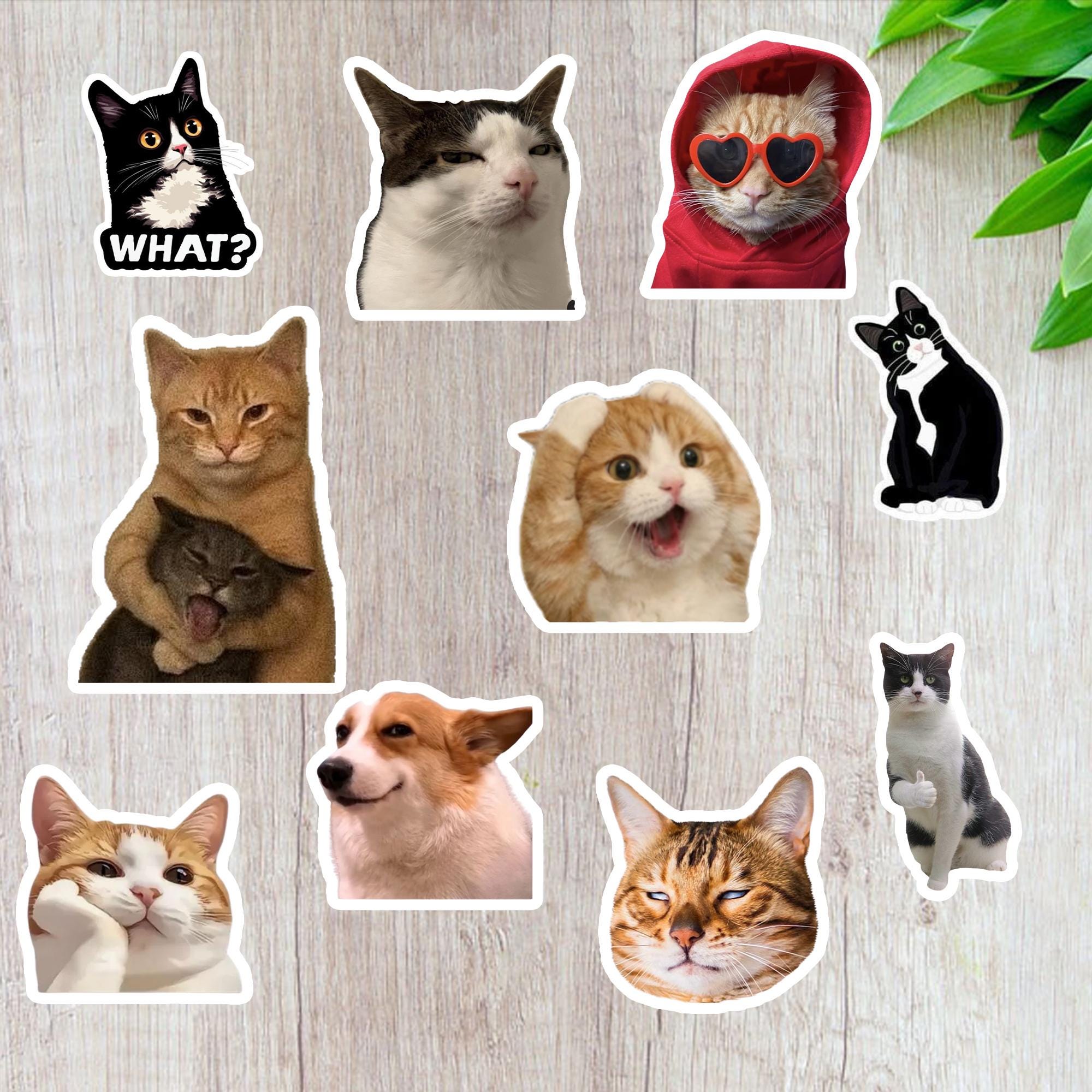10pcs Cat Meme Stickers Kitty Faces Cute Cats - Etsy