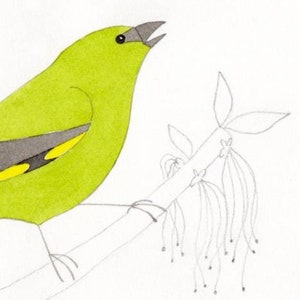 Verdone ~ Illustrazione originale su carta