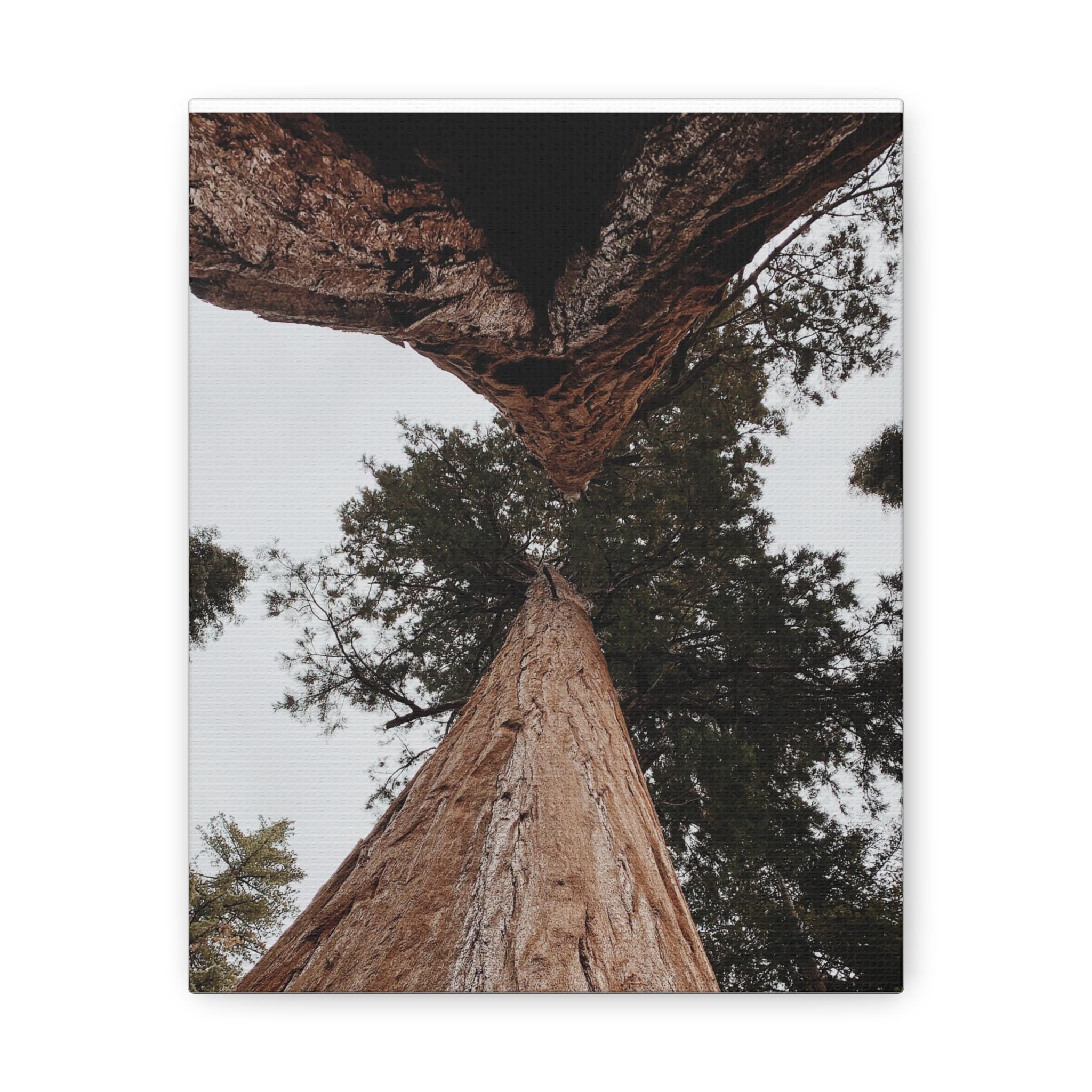 Sequoia National Park High Quality Canvas Wall Art – Majestic Giant Redwoods for Nature Lovers