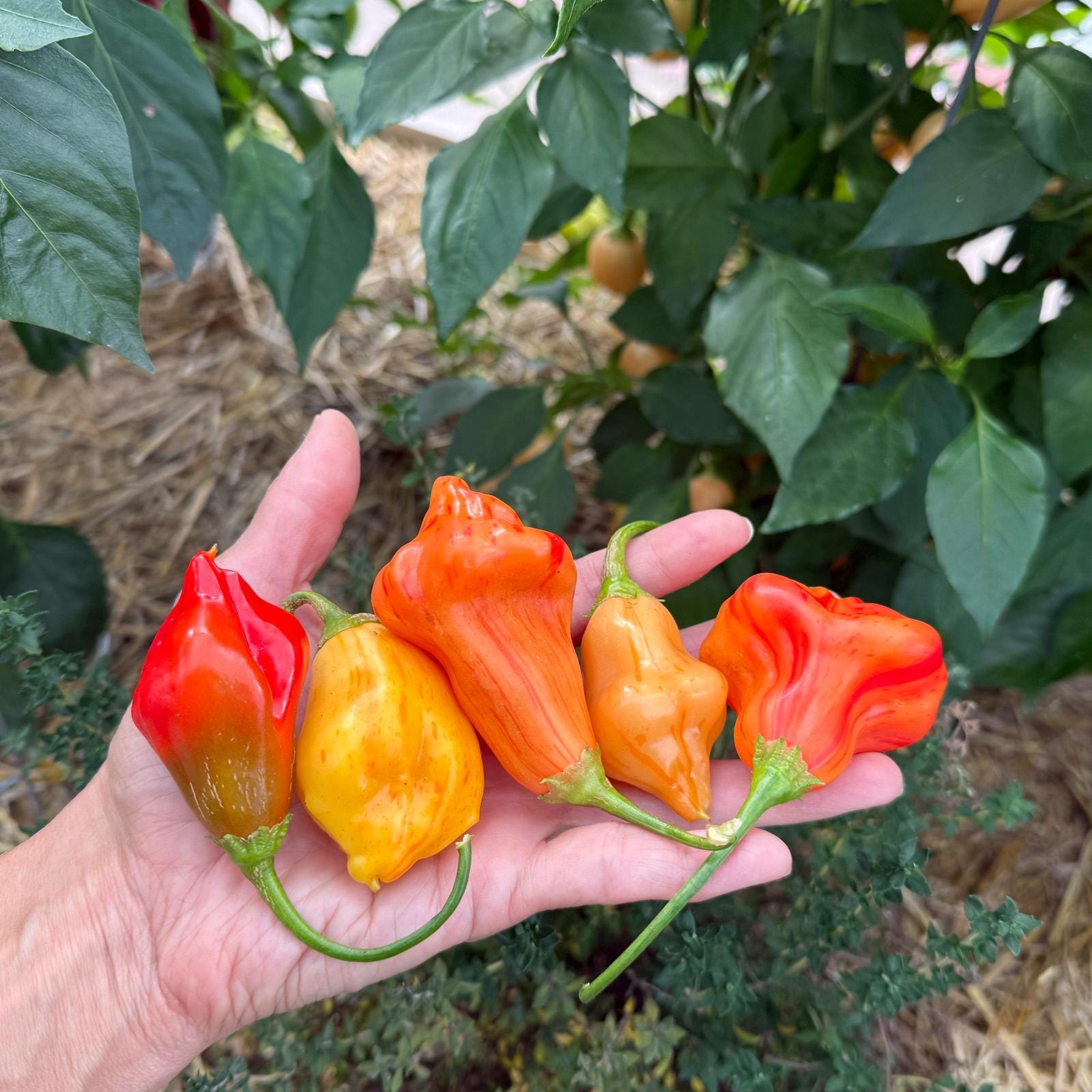 Tangerine Tiger F7 Pepper Seeds - Etsy