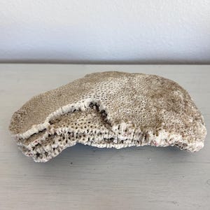 May include: A piece of natural, dried coral with a porous, textured surface. The coral is off-white and beige in color, featuring a layered, plate-like structure with visible small holes throughout its organic, irregular, and weathered form.