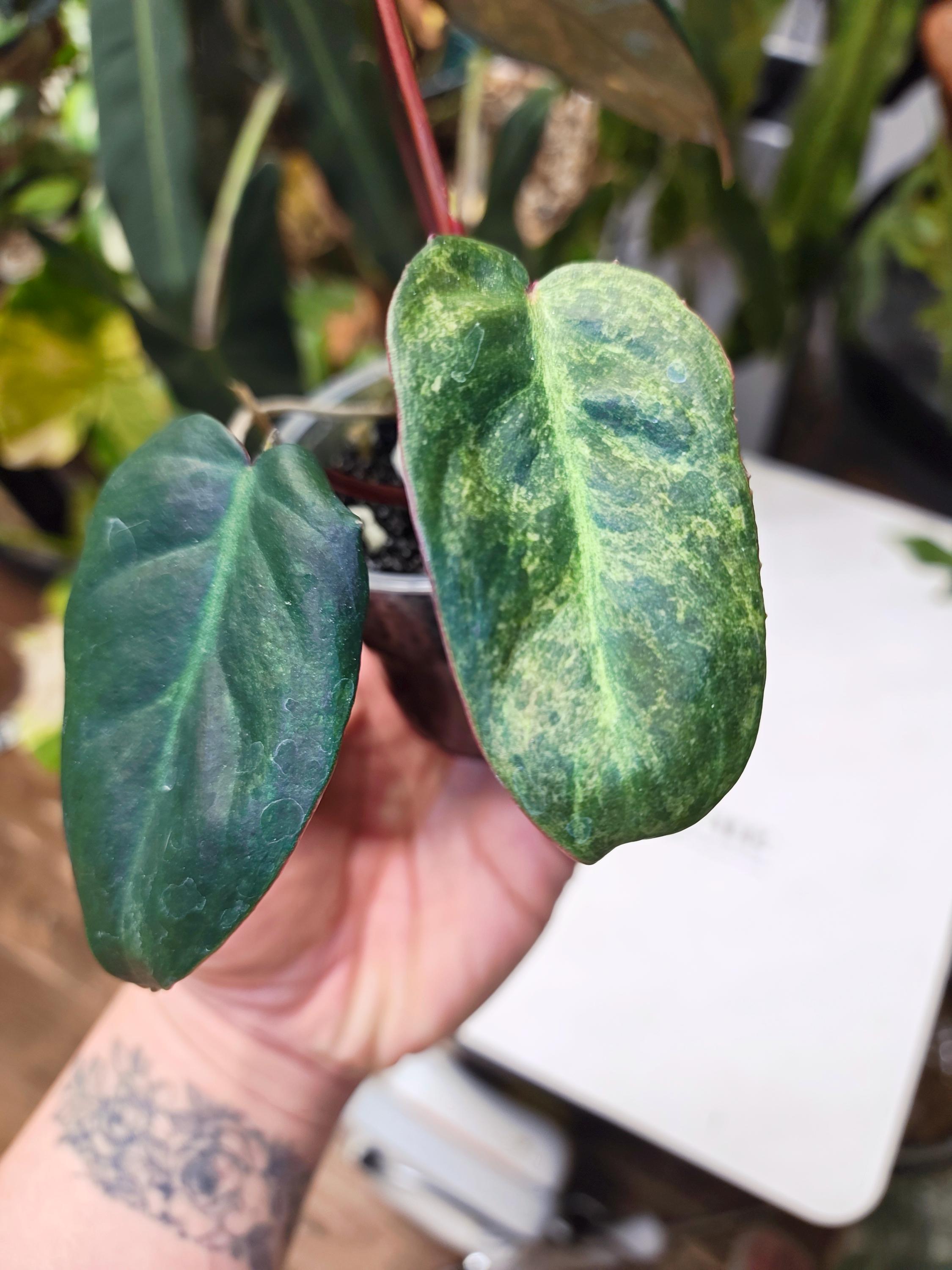 Philodendron El Choco Red X Billietae Variegated | Rare Hybrid