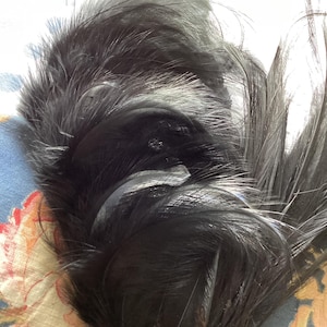 Two antique millinery plumes, black feathers, hat making, steampunk, home decor, boho, crafts