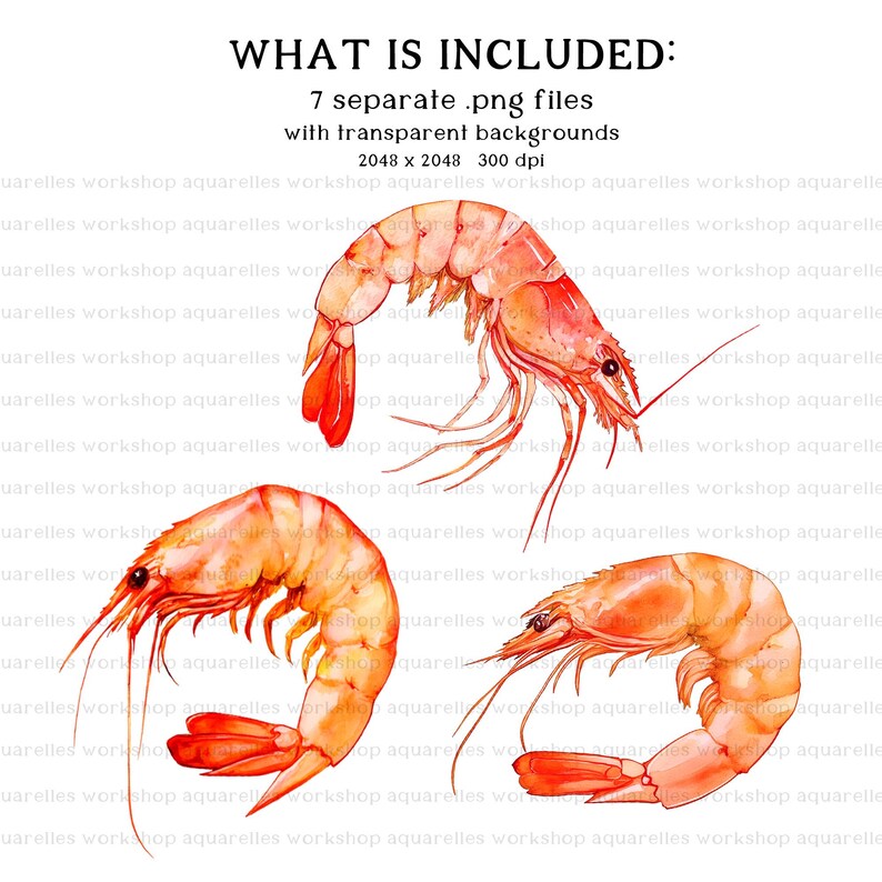 Shrimp & Crawfish Png Clipart Set - a Collection of 3 Shrimp and 4 ...