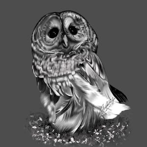 Owl in black and white