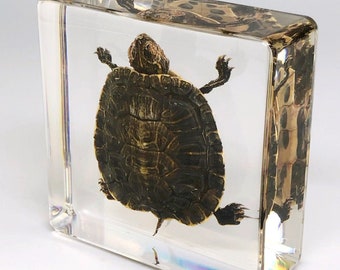 Vintage Lucite Turtle Paperweight, Red Eared Slider, Clear Square Cube, Vintage MCM