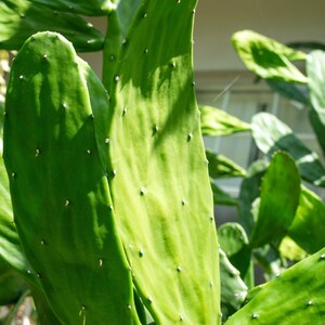 May include: A close-up shot of a green cactus, showing its flat, pad-like leaves. The leaves are dotted with small white spots and are lit by sunlight, creating shadows and highlighting the texture. The image captures the natural beauty of the desert plant.