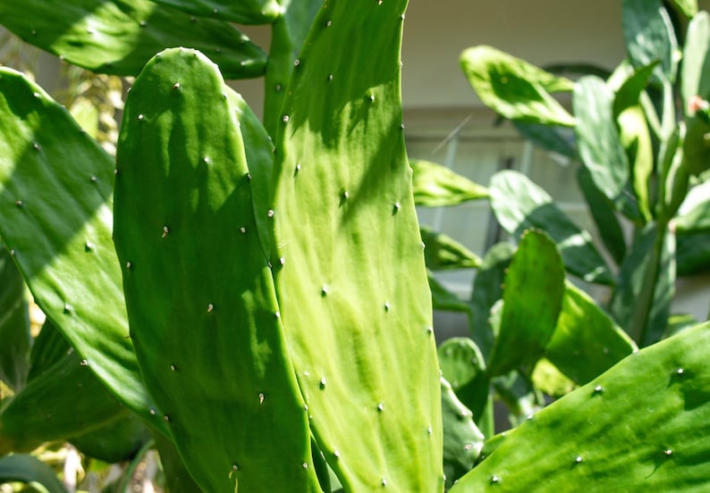 May include: A close-up shot of a green cactus, showing its flat, pad-like leaves. The leaves are dotted with small white spots and are lit by sunlight, creating shadows and highlighting the texture. The image captures the natural beauty of the desert plant.