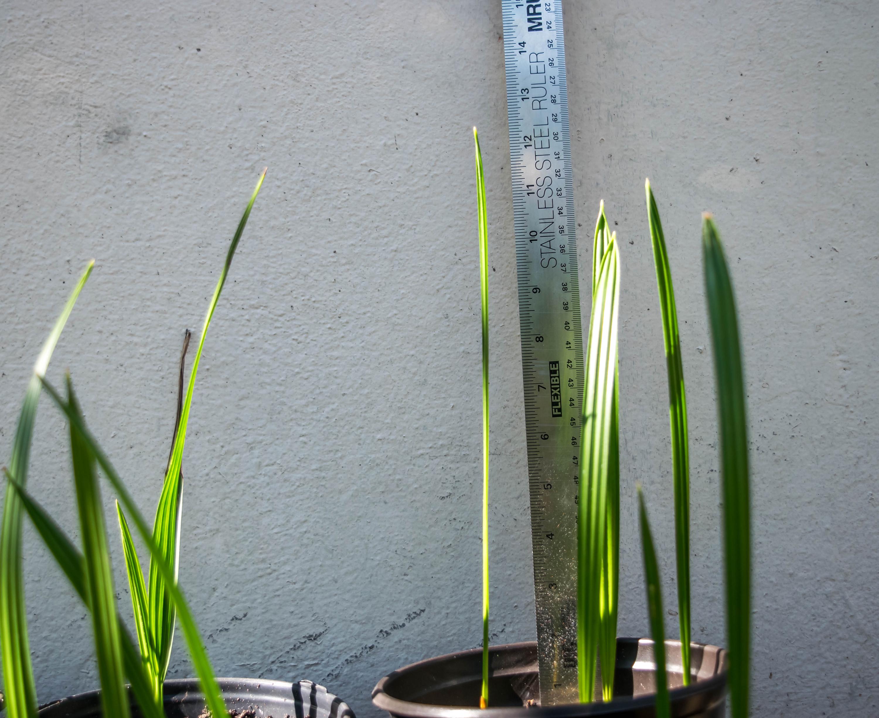 Organic Medjool Date Palm Fruit Tree Seedling - Etsy